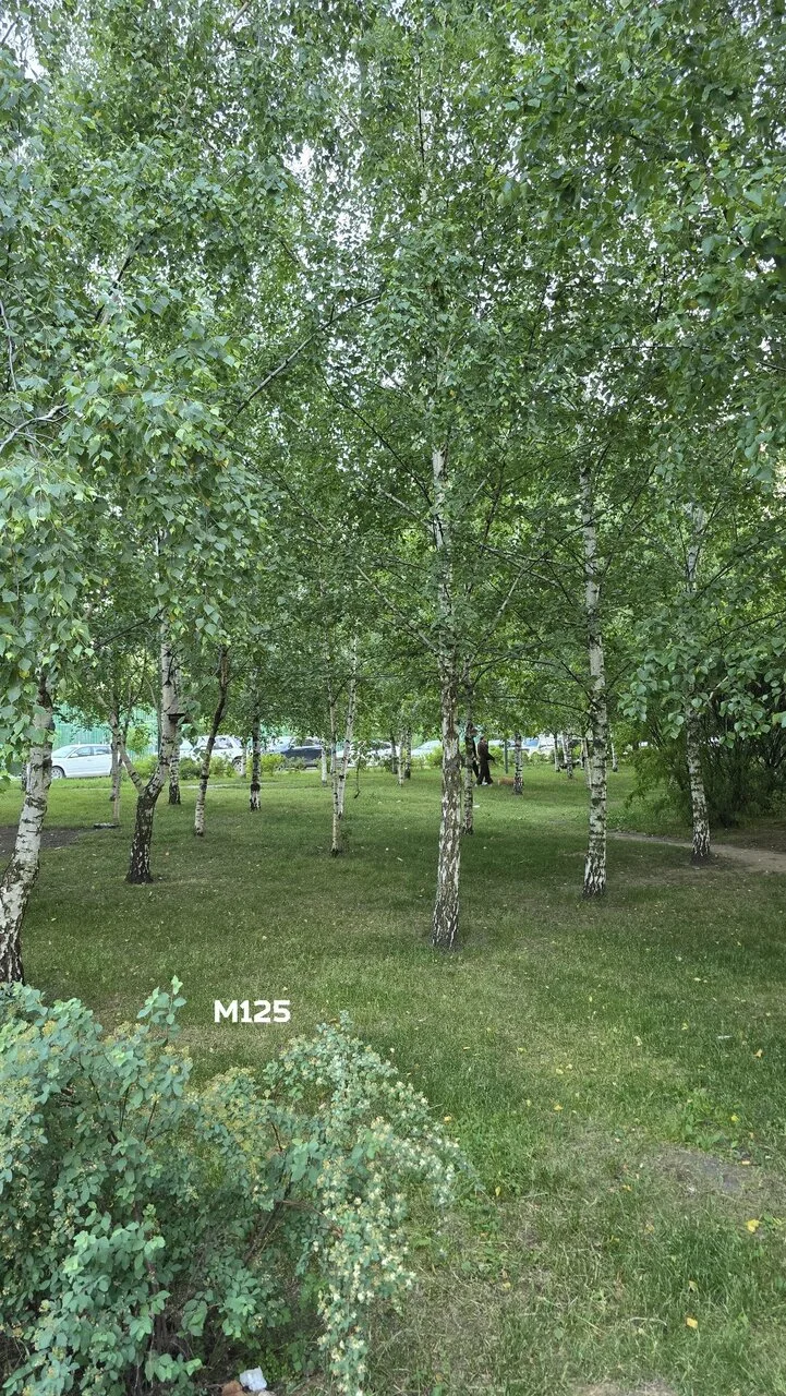 Наш небольшой берёзовый скверик за домом на Кузнецова, 19к1 🌳