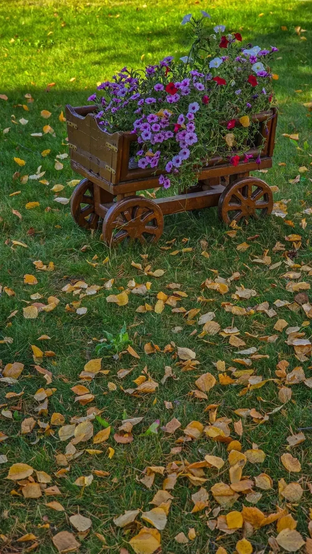✨ Тёплый осенний день — это приглашение замедлиться, подышать глубже и заметить красоту...