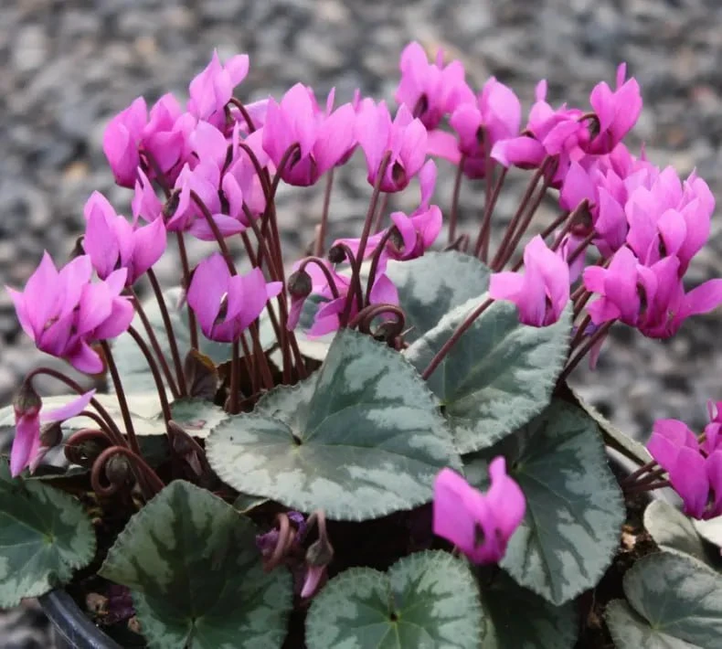 ЦИКЛАМЕН КАВКАЗСКИЙ 🌸