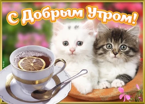 Список качественных каналов в МАКС | Смотреть ❤️