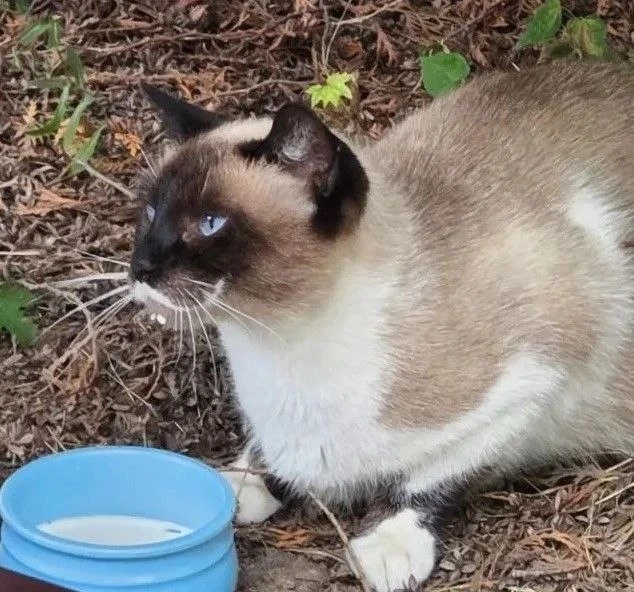 🐈 Потеряшка дня