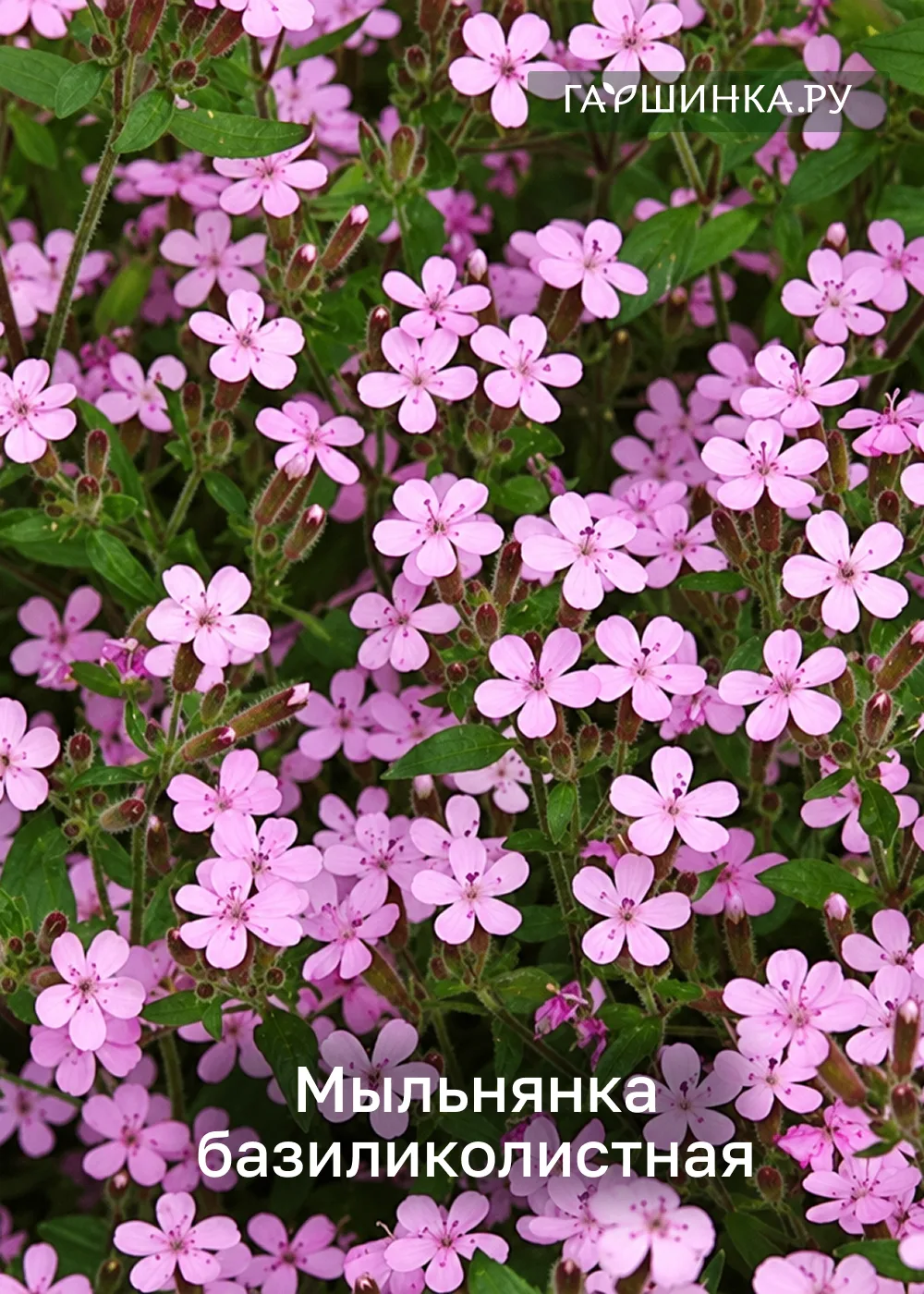 🪴 Мгновенный эффект в саду: взрослые растения в больших горшках! 🤩