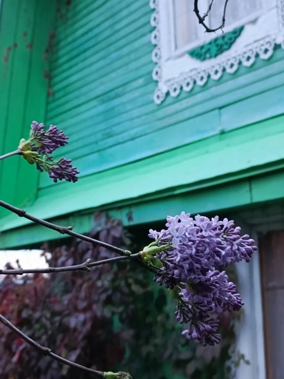 В Кирове 3 октября пошел легкий снег и зацвела сирень