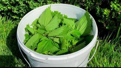 Удобрение из крапивы 🌿
