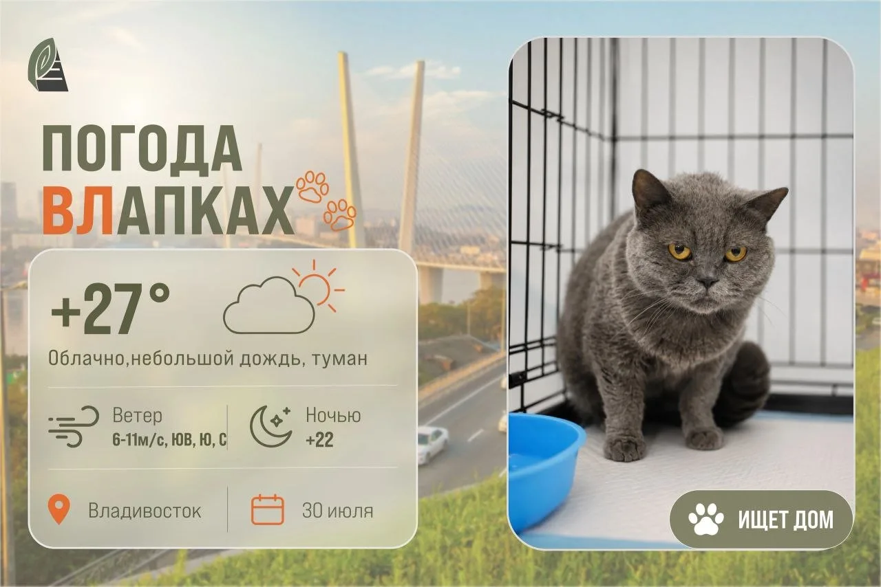 #ПогодаВЛапках

⛅️ Облачно с прояснениями. 

Плюша – серое облако нежности, которое снова верит людя