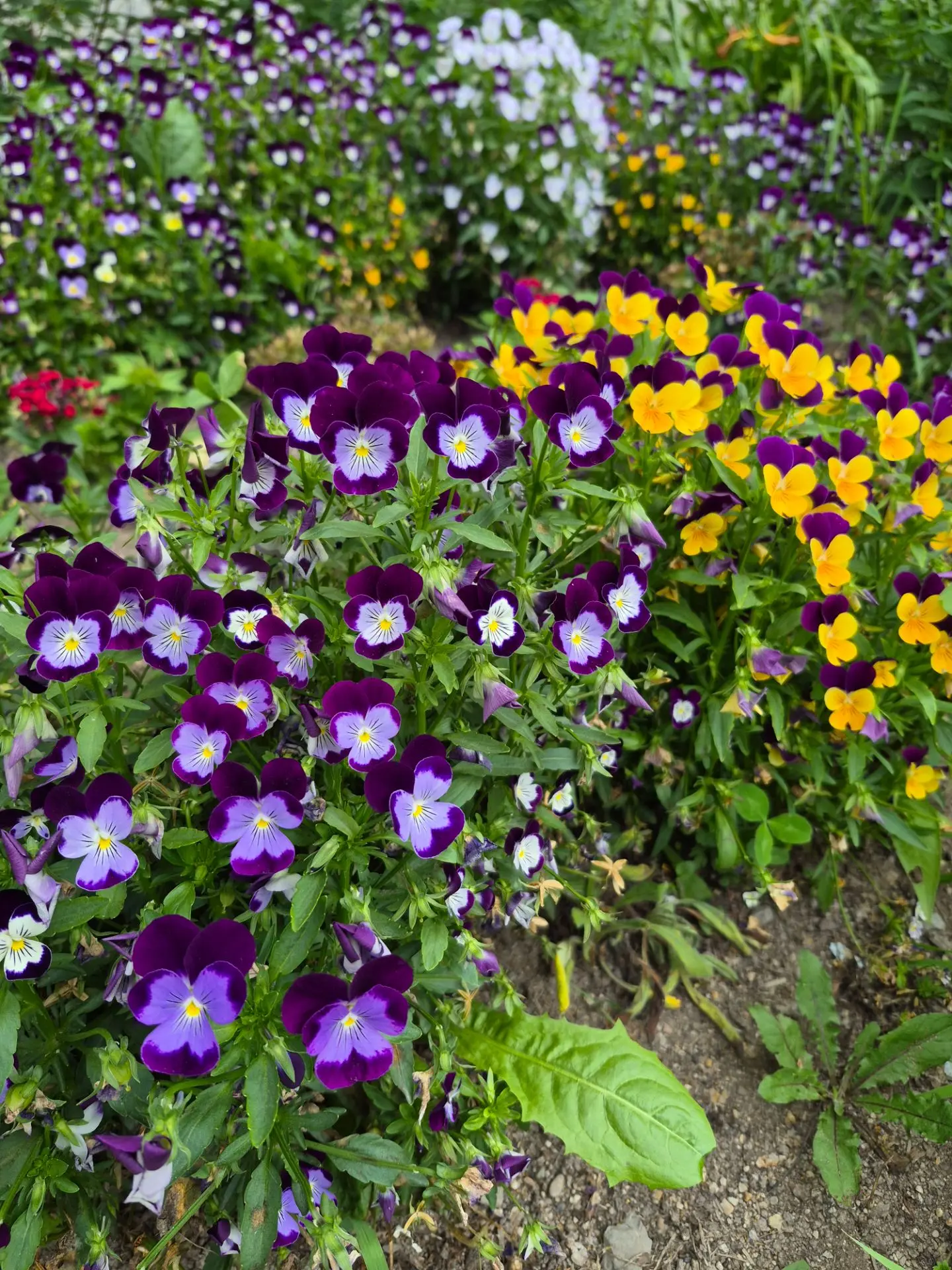🌼Дорогие подписчики, посмотрите, как прекрасен мир вокруг нас! 🌼

На этих фотографиях — обычные цв