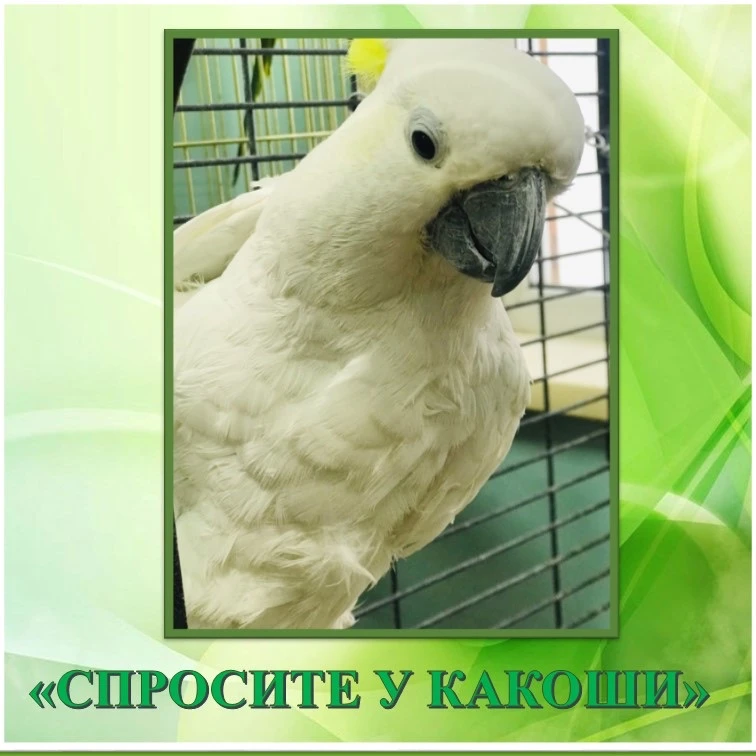 🦜РУБРИКА
