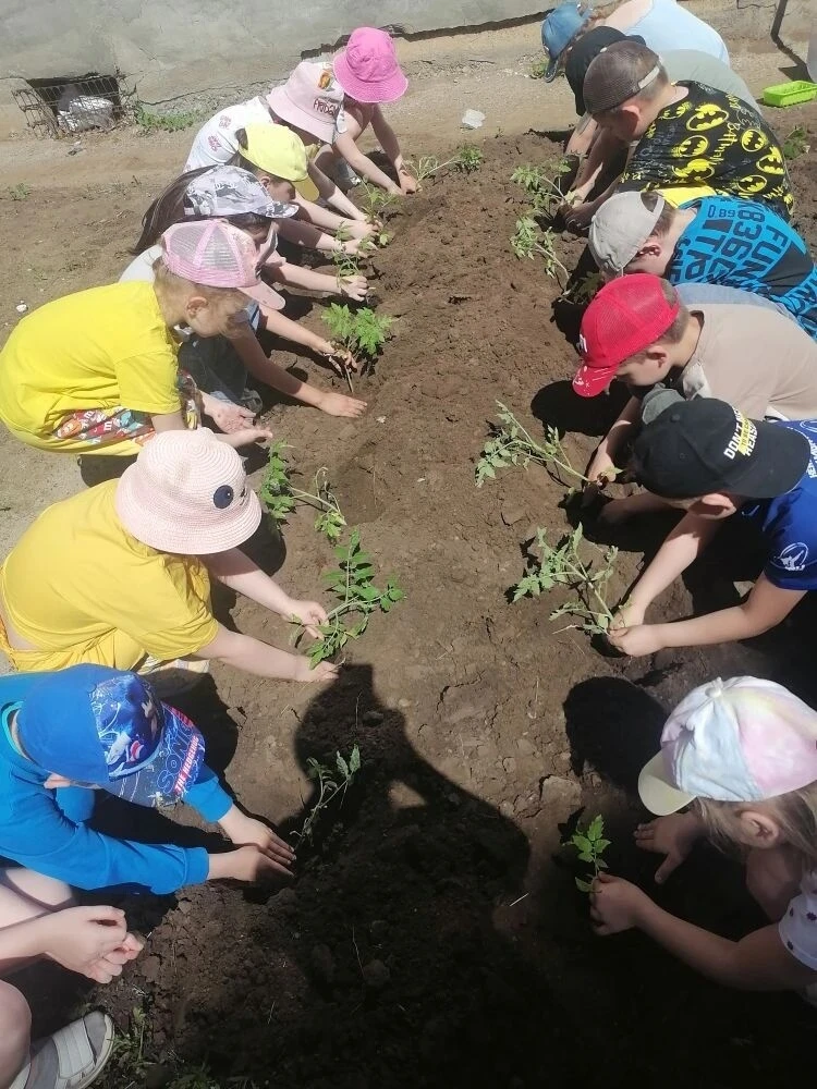 На грядках солнце греет землю,