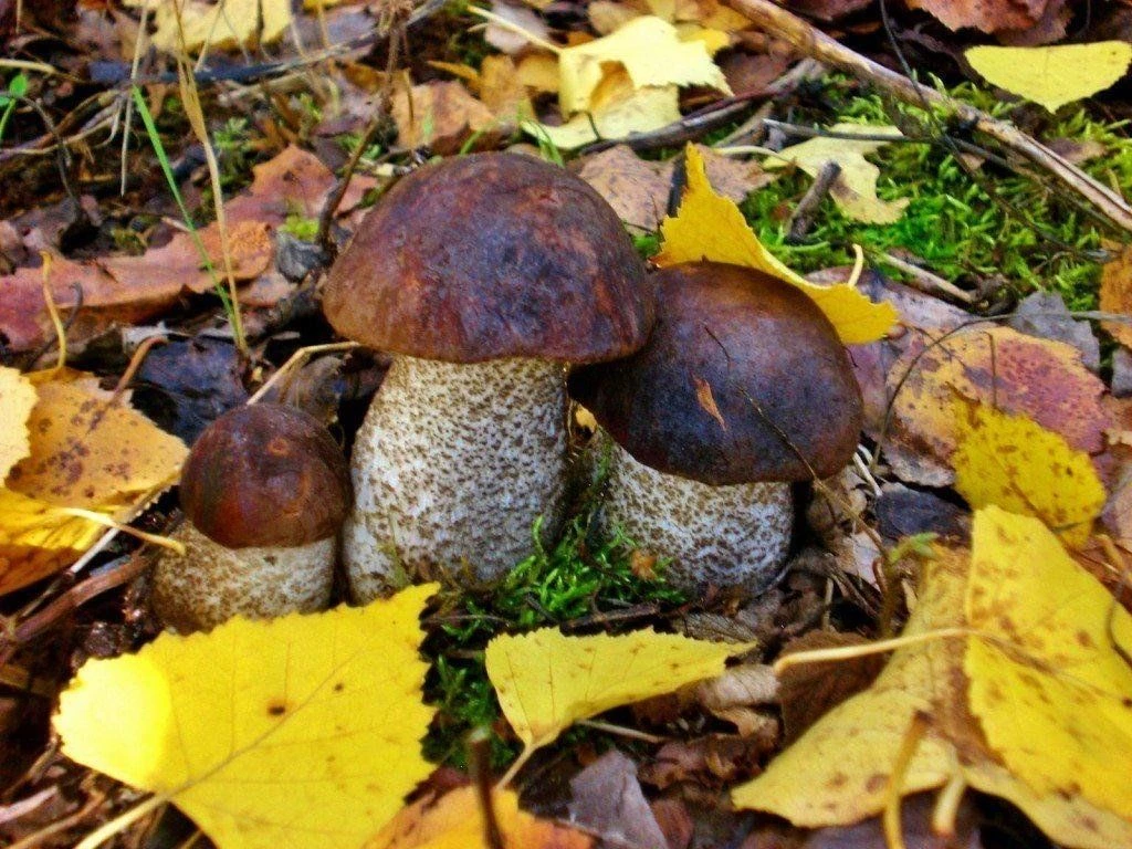 ТИТ ГРИБНИК 🍄‍🟫
