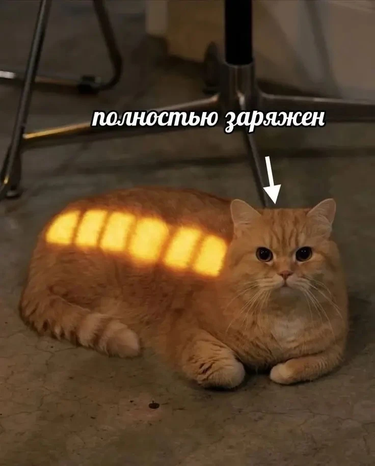 Такие коты красивые