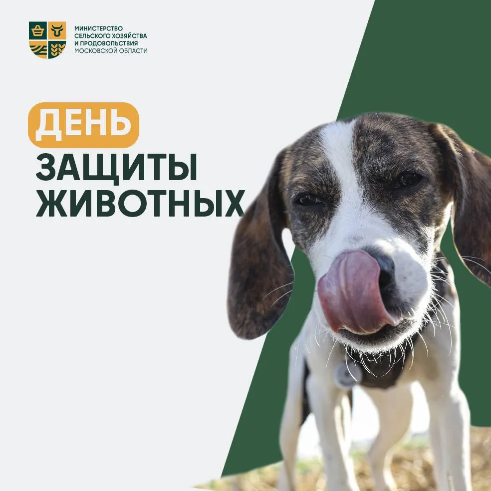 🐾 Четыре лапы, один хвост и целая жизнь в ваших руках