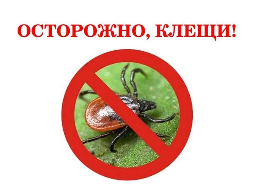 🕷Обнаружить на себе присосавшегося клеща — всегда повод для тревоги. Идеальный вариант...