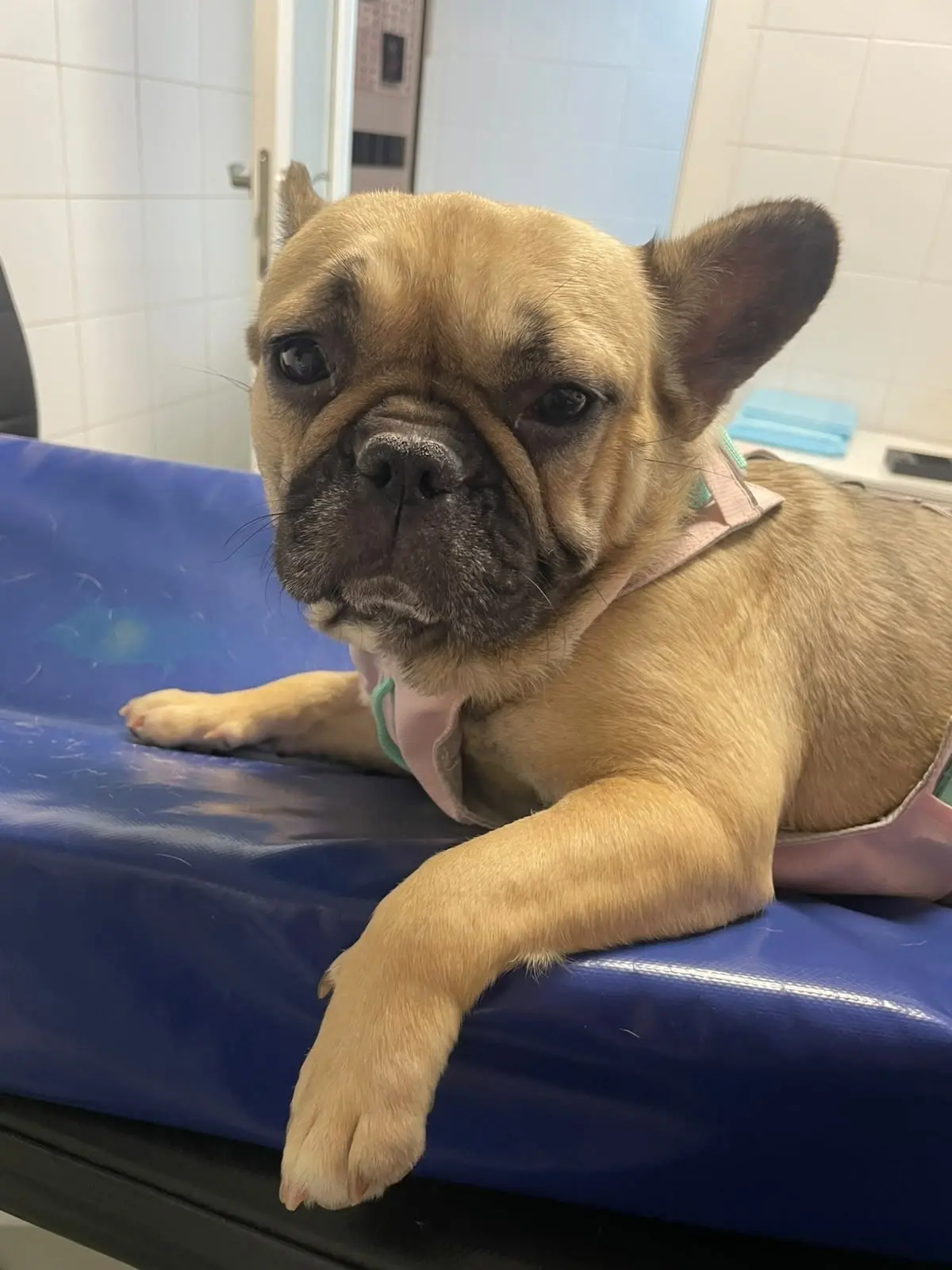 Друзья, у нас на кураторстве находится булечка #Раневская@sosbulldog