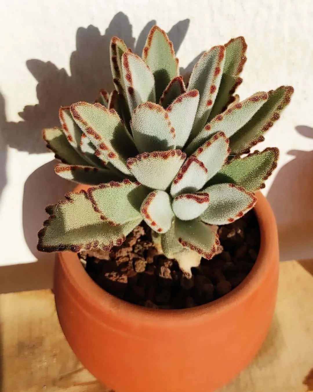 🌿 Каланхоэ войлочное (kalanchoe tomentosa) ❤️