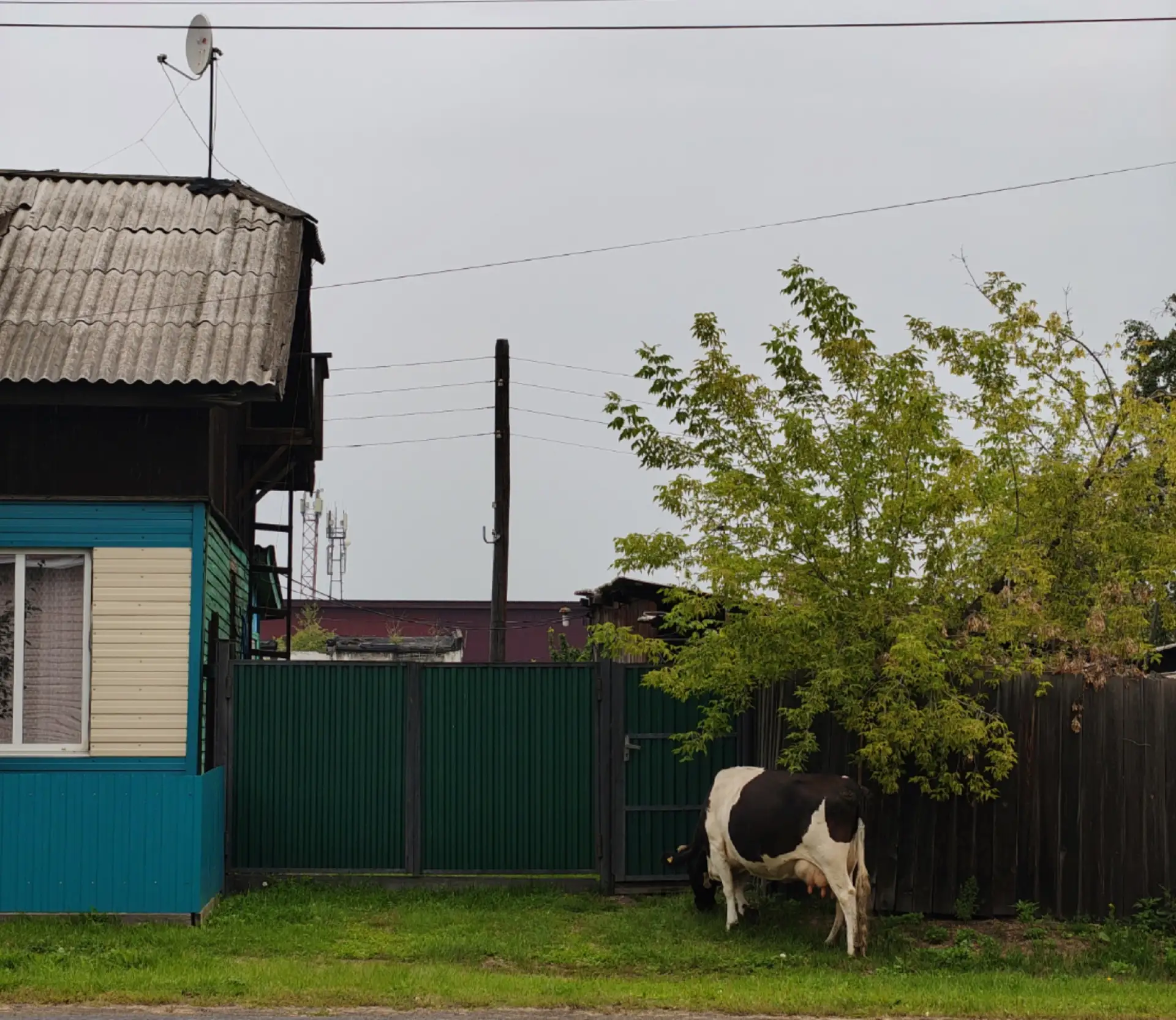 Штрафы за выпас скота в неположенных местах введут в Приангарье