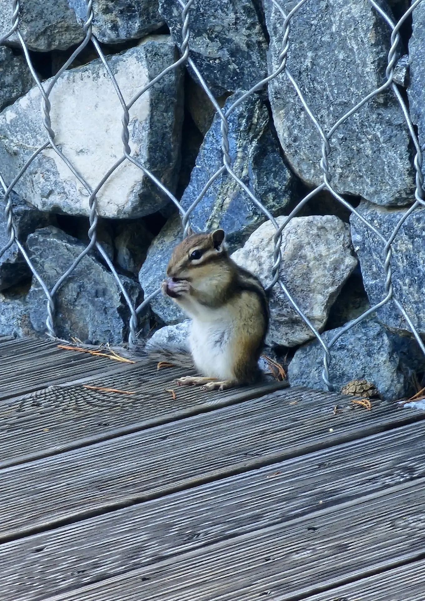 🐿️😍Милый житель тропы «Человечность» в Барсово