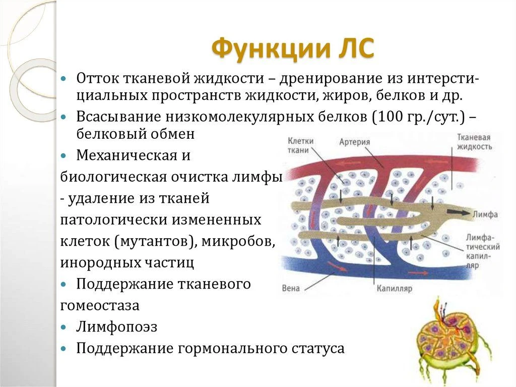 Функции лимфатических сосудов