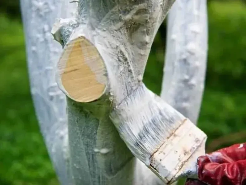 🌳 Побелка для деревьев своими руками — простой рецепт 🌳