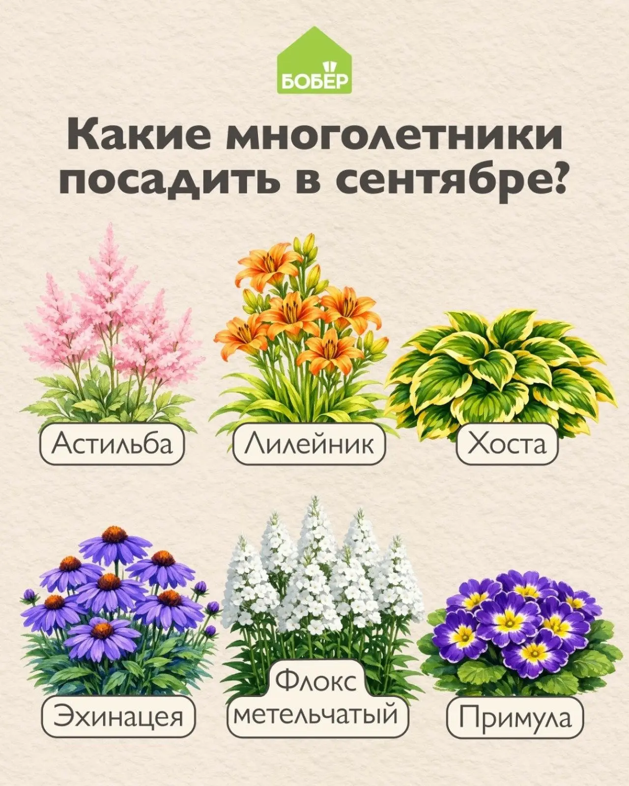 🌸Какие многолетники посадить в сентябре?