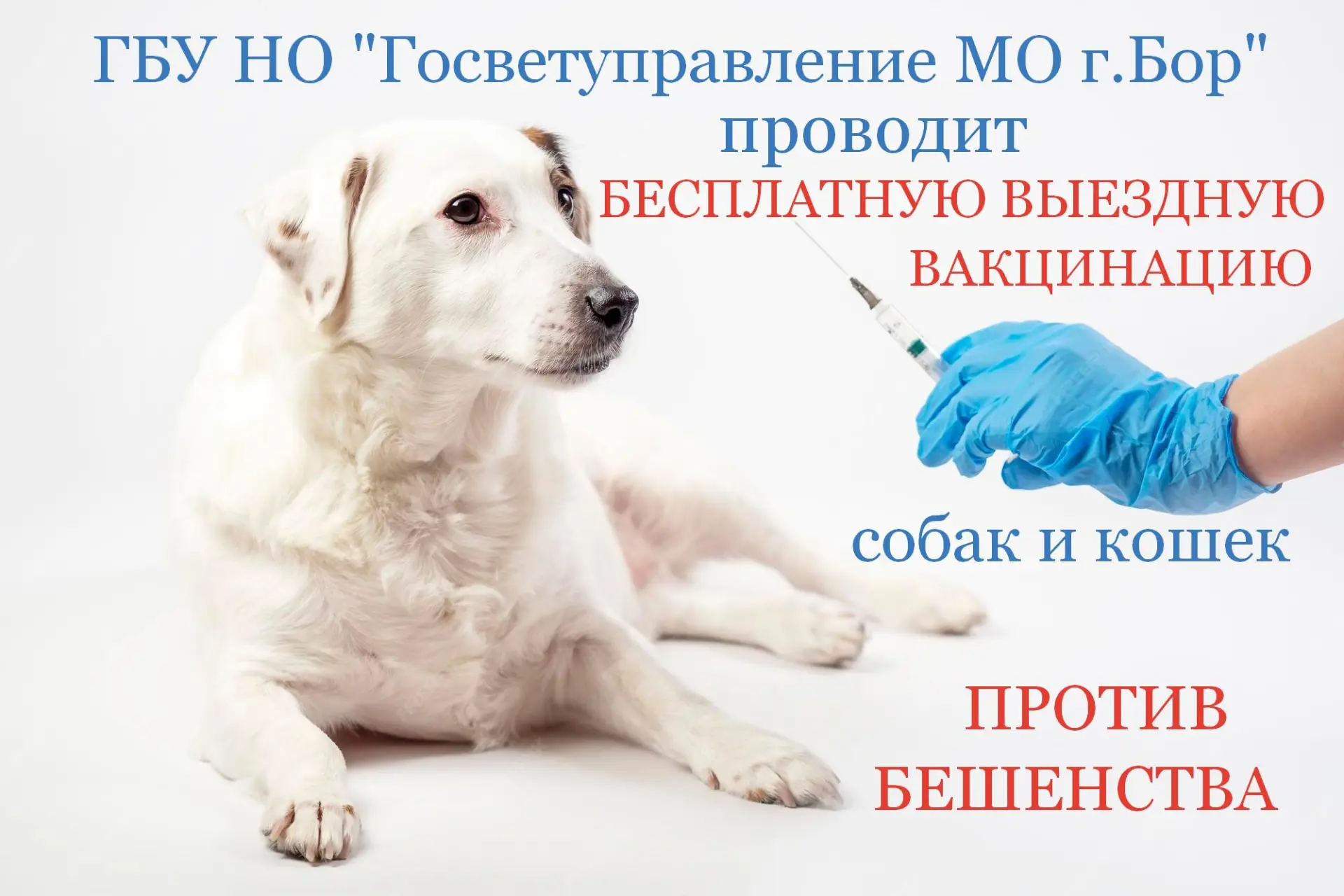 БЕСПЛАТНАЯ ВЫЕЗДНАЯ ВАКЦИНАЦИЯ ПРОТИВ БЕШЕНСТВА