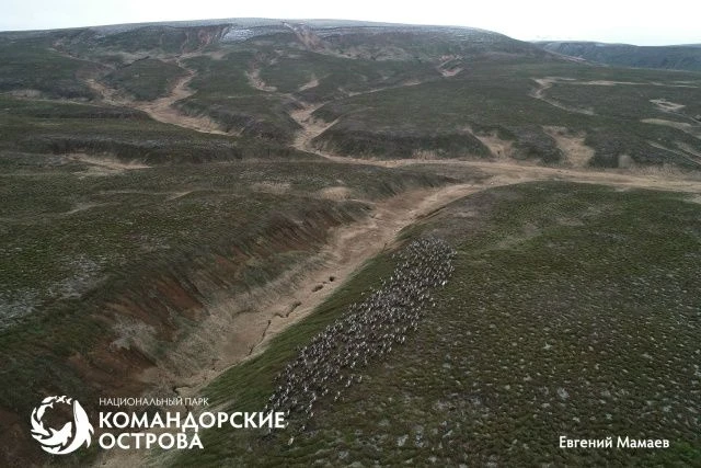 Северных оленей пересчитают на командорском острове Беринга