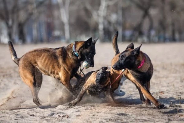 ⚡цитата ⚡  малинуа ⚡️breedsinfo ⚡️dogmem