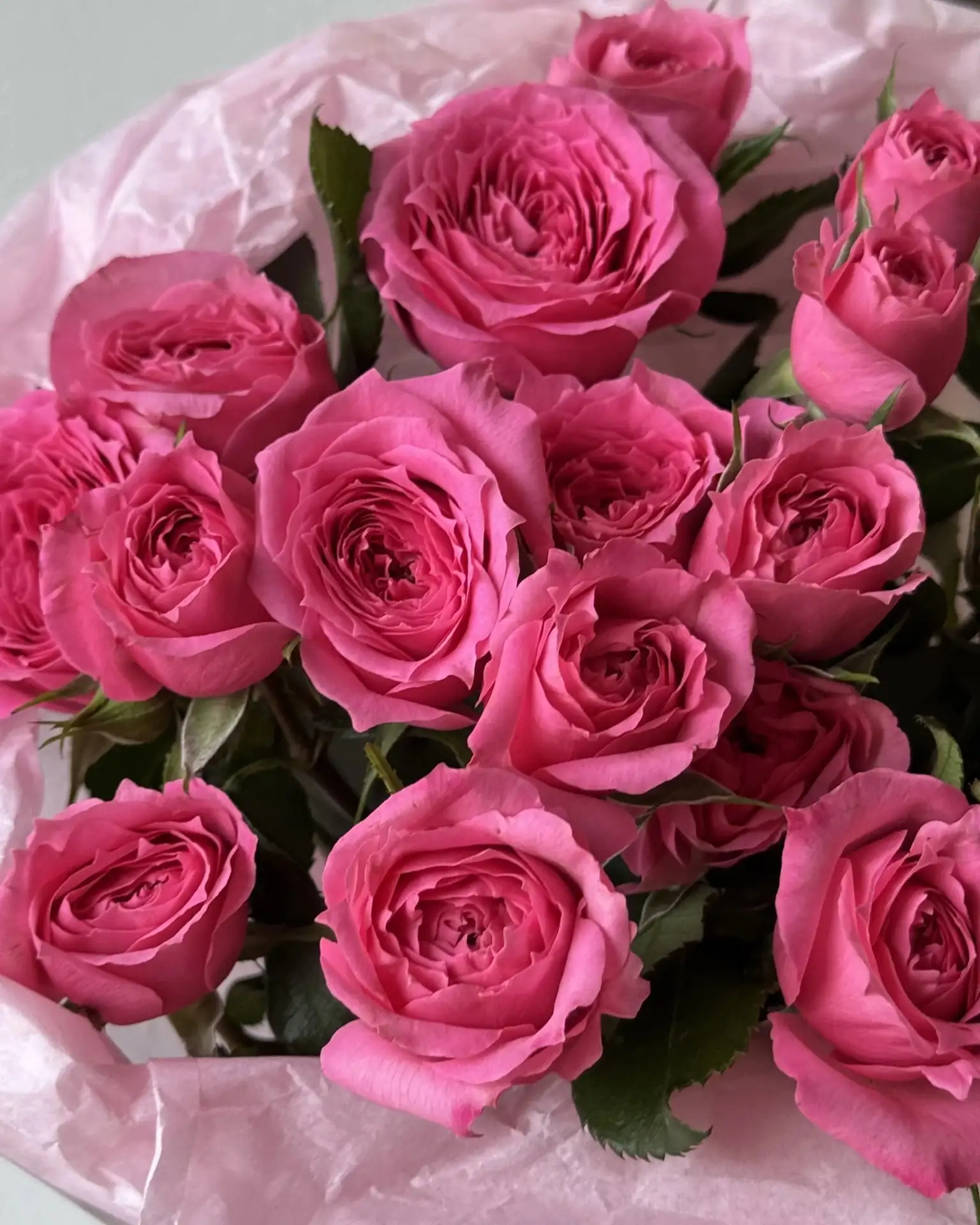 Малиновые розы, которые работают без лишних слов 👀🌹