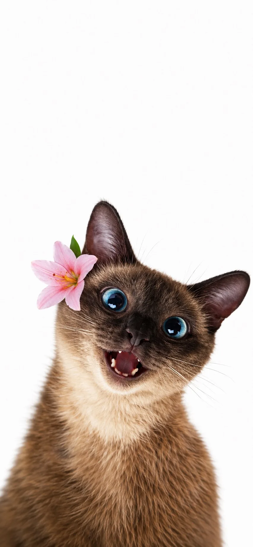 Милые обои с Сиамскими котиками 🐱