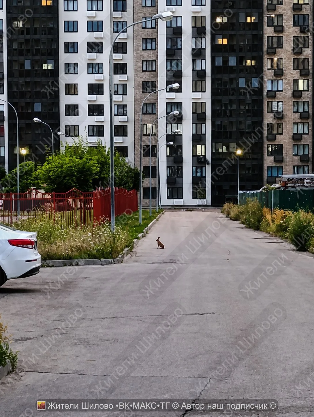 🐇Шиловский зайка передает всем жителям огромный привет 👋

🌆 Жители Шилово ТГ✦МАХ✦ВК 

📸 Предложи