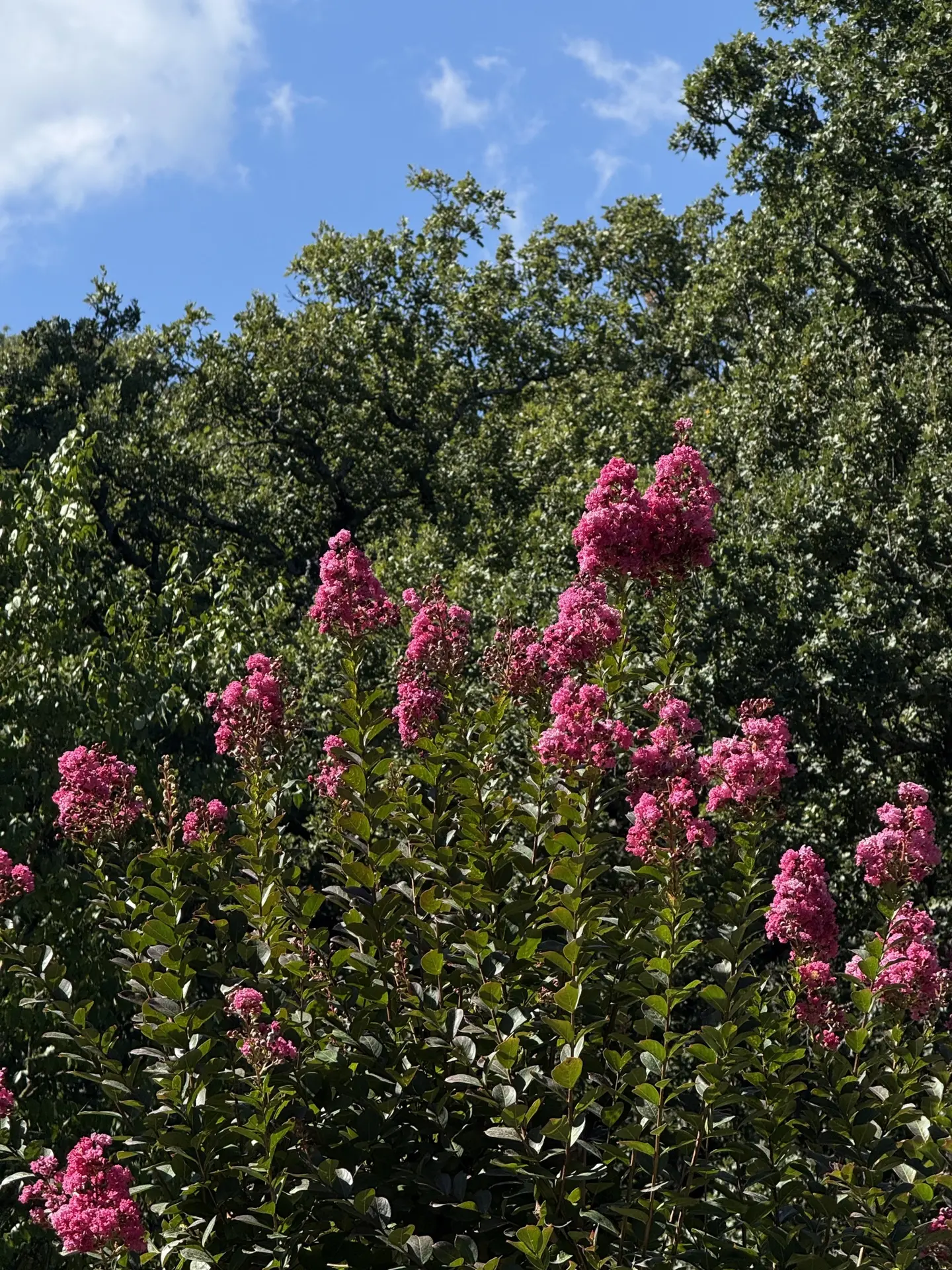 Сегодня в Алупке 😍 Как всегда прекрасно 🌷