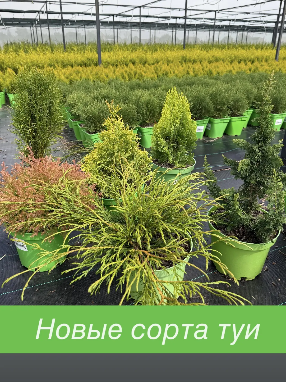Новинки туй!