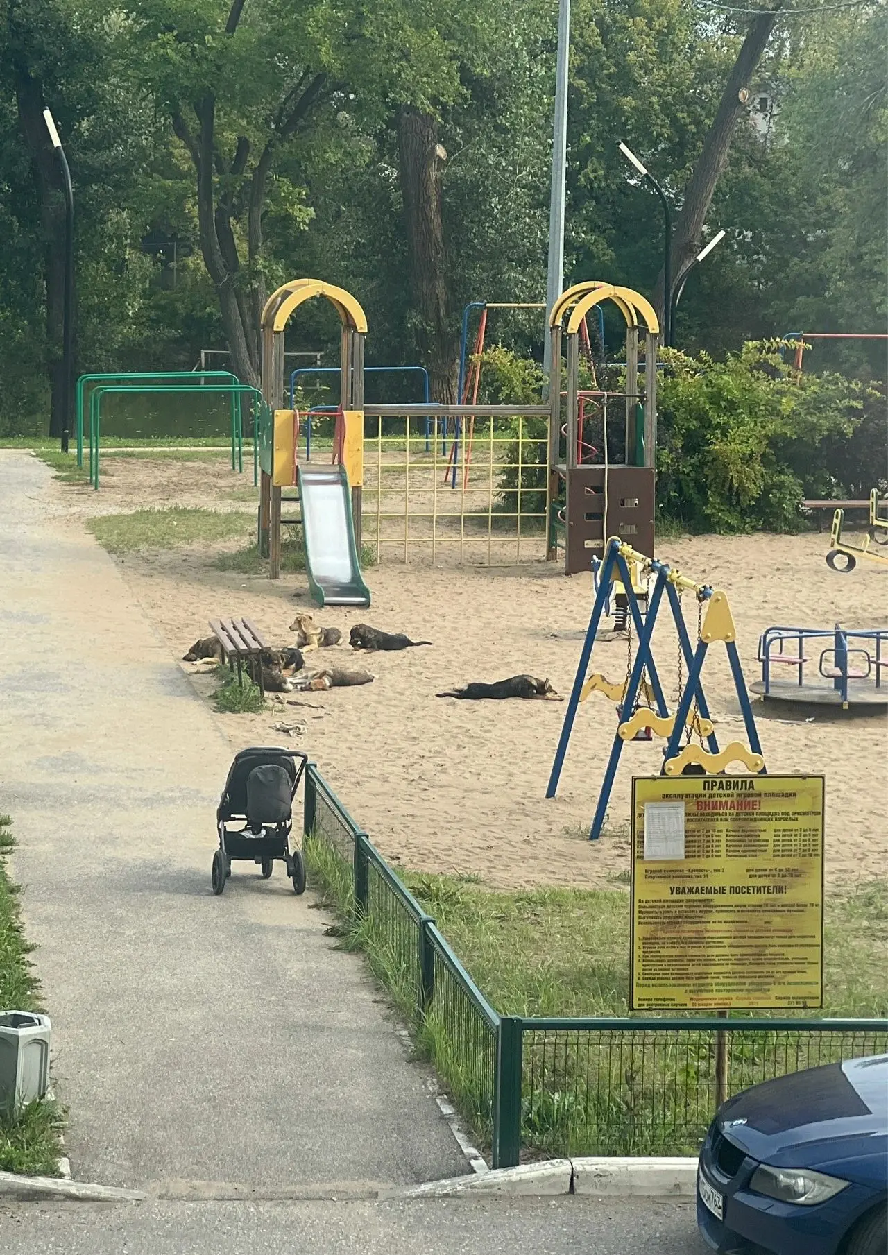 В Волгаре стая собак оккупировала детскую площадку