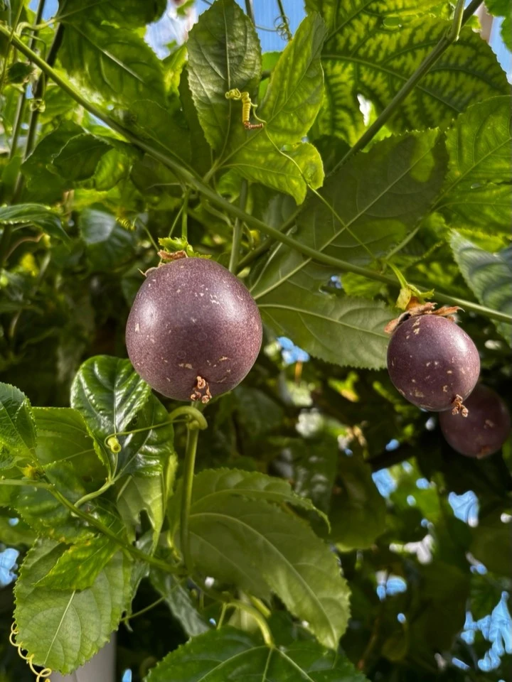 В Югре школьники выращивают экзотические растения и фрукты 🍉