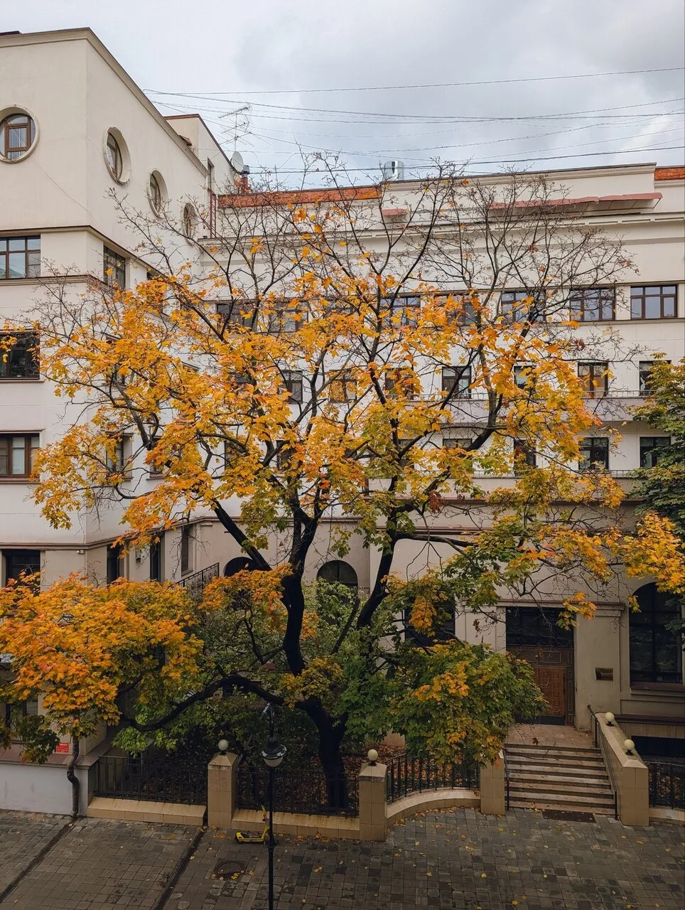 🍂 Три этапа осени — на одном дереве.