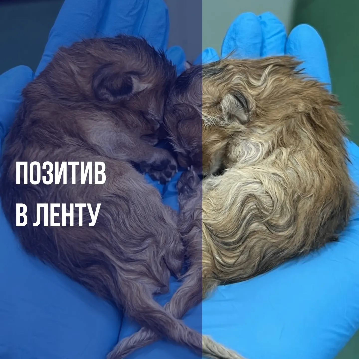 Кажется, у нас тут передозировка милоты 🐾❤️Эти маленькие комочки счастья только появил...