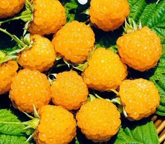 Отличные сорта желтой малины