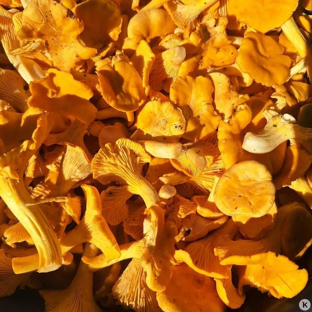 Октябрь, а леса всё ещё щедрые 🍄