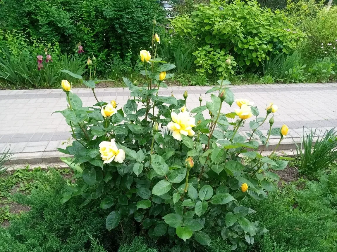 Доброе утро!  Сегодня +20...+25⛅️, во второй половине дня возможен кратковременный дождь.   Хорошего