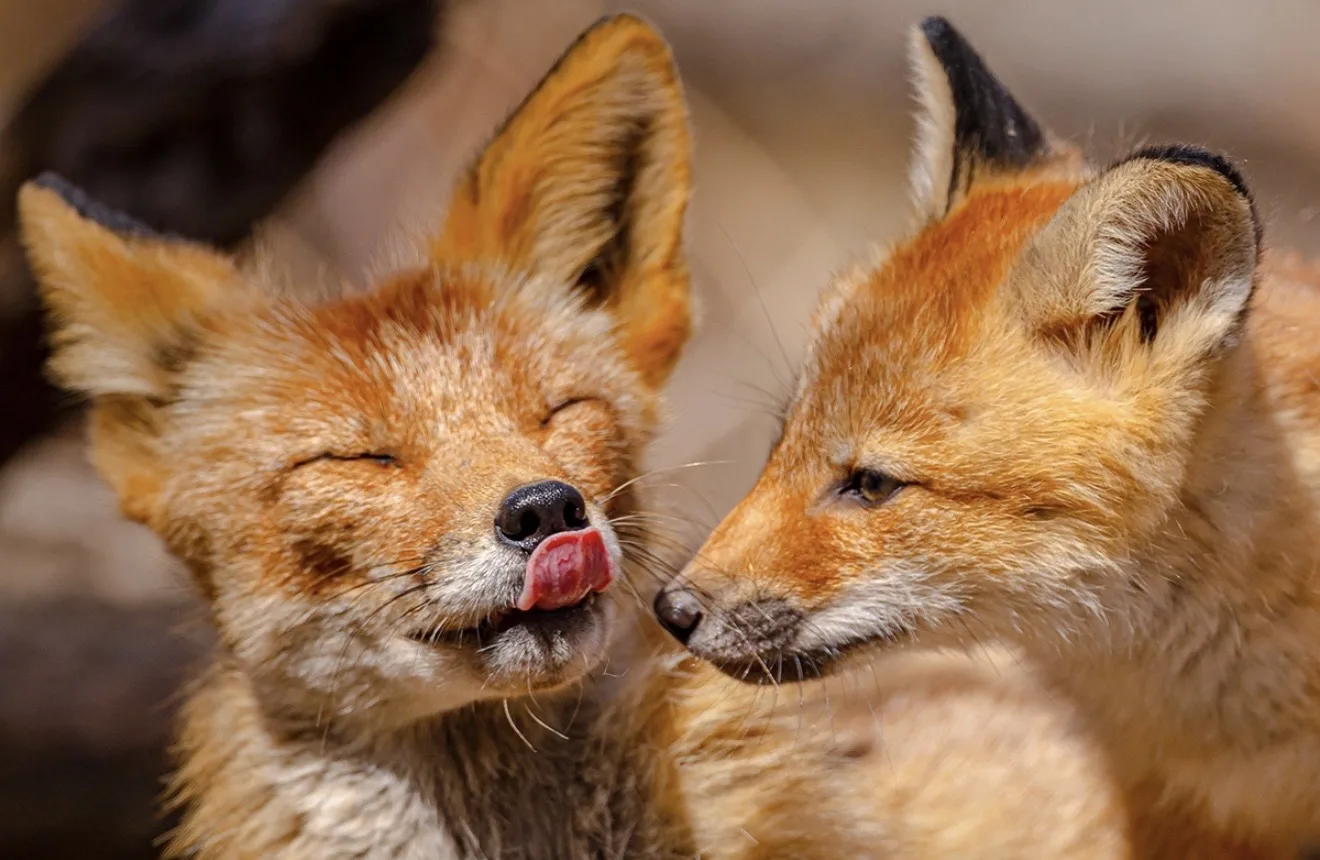 🦊Во Владивостоке на Русском острове удалось запечатлеть лисье семейство  На острове Русский начала в