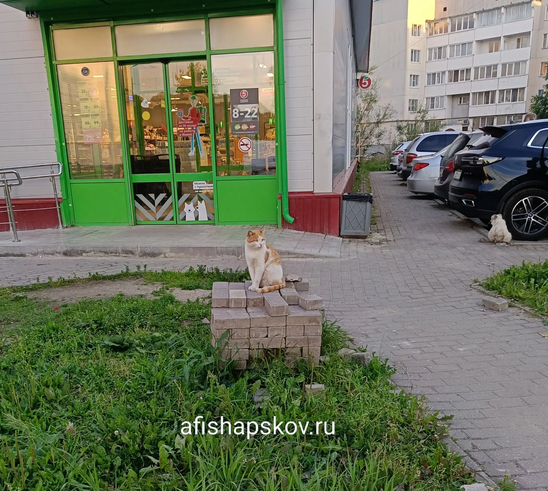 Фотофакт: В Пскове появился ещё один Барсик, на этот раз рыжий
