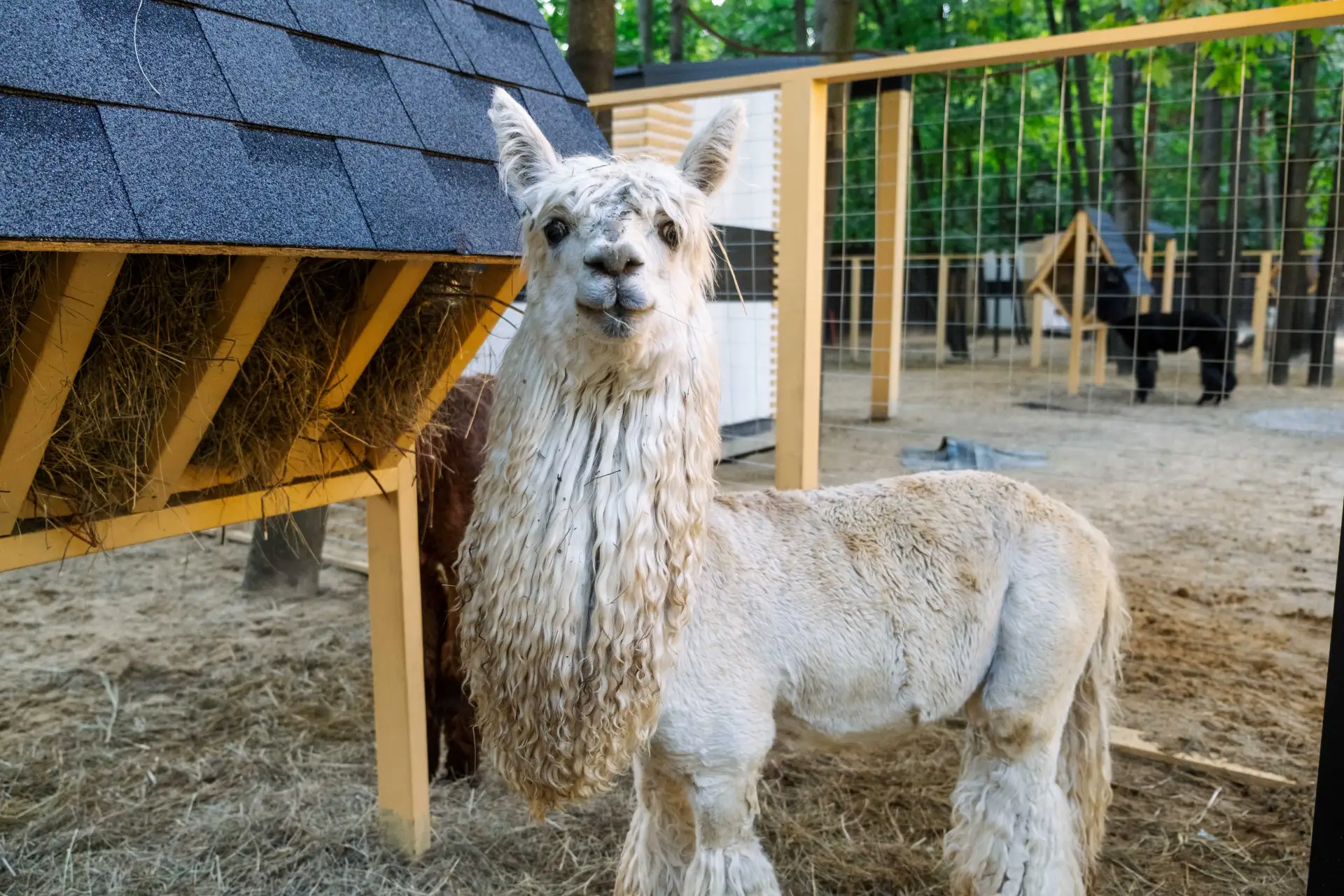 10 сентября — Всемирный день альпака 🦙