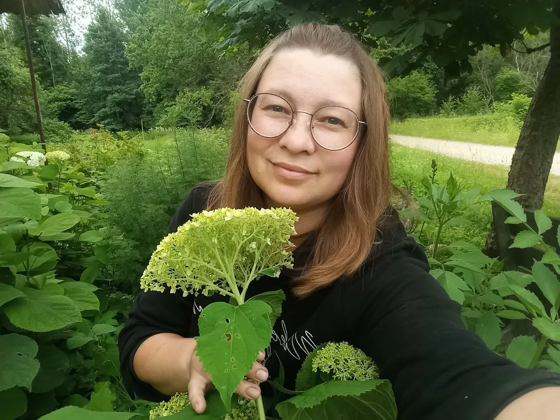 Доброе деревенское утро. Гортензии, несмотря на дожди и холод, радуют своими пышными цв...