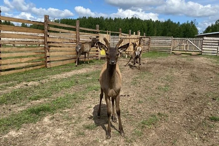 🐮Развитие агротуризма в Кировской области: сбор предложений для участия в конкурсе

🚀Хорошие новос