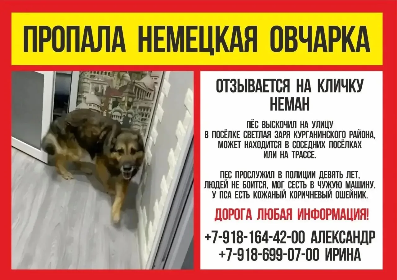 Пропала собака породы немецкая овчарка.