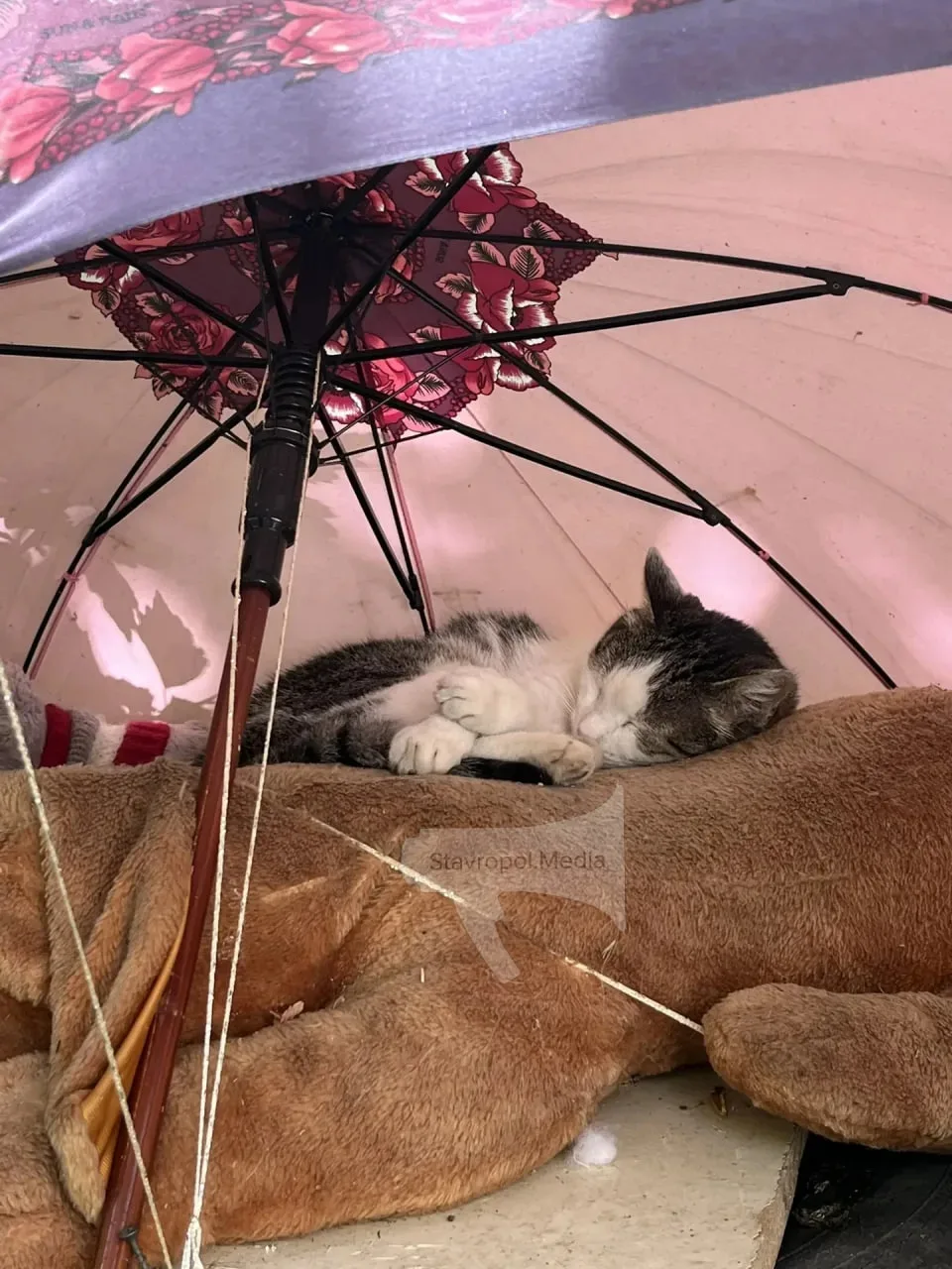 🐱 Найден самый уютный уголок в одном из дворов Ставрополя

Мягкие игрушки вместо кровати, зонтик вм