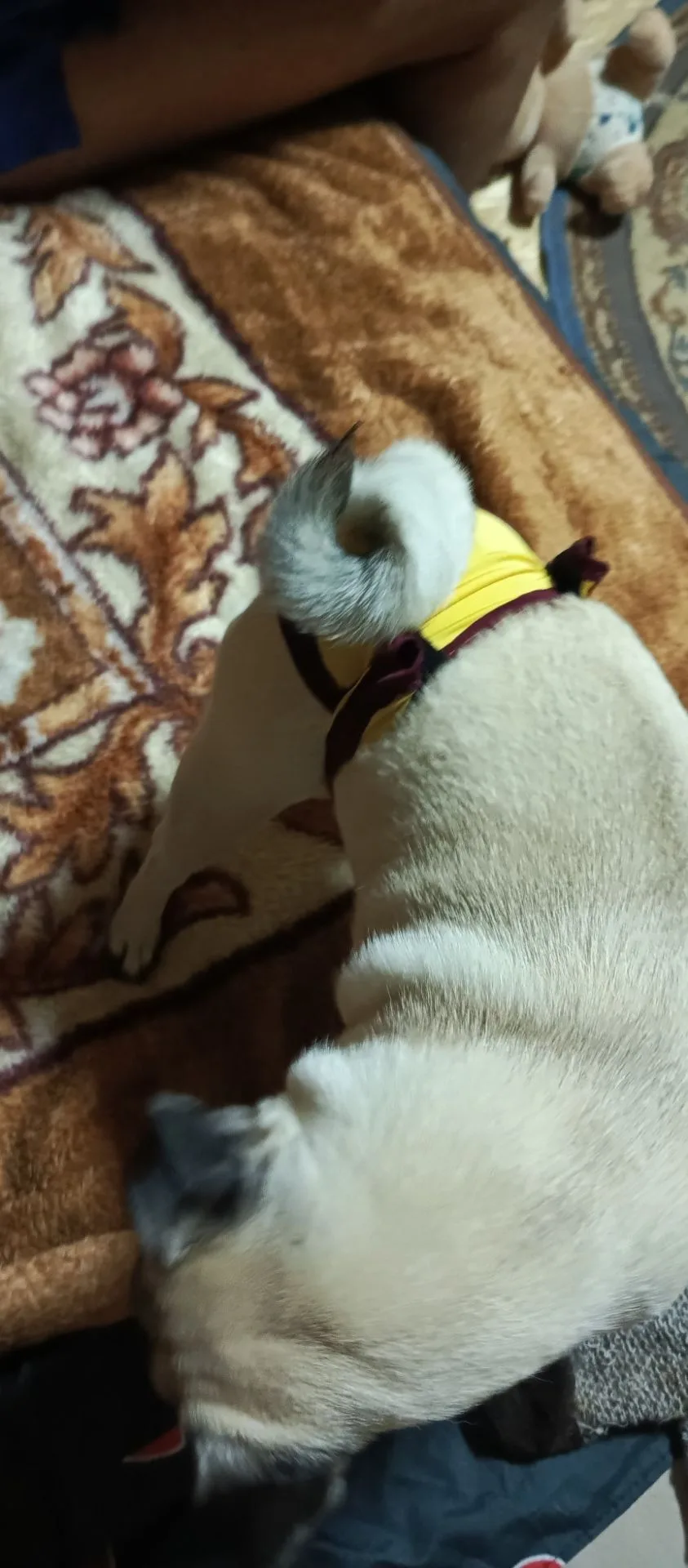 Ну что, пошила я вчера труселя собаке😁, ткань в общем неудачную взяла🤦 надо было сраз...