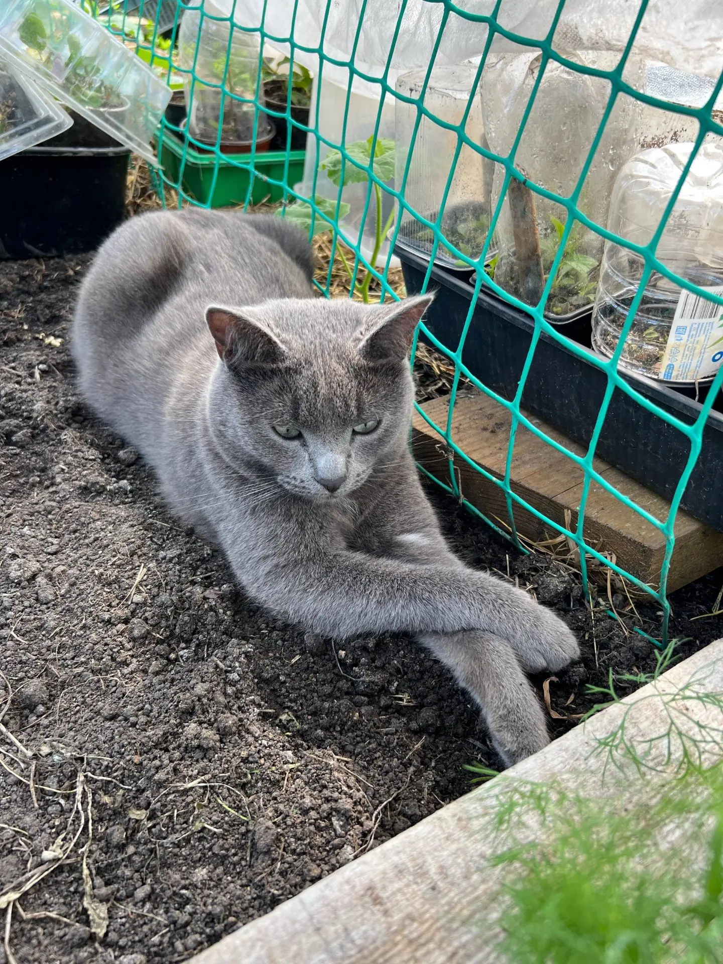 коту полтора года,кличка Серый/Серя (обычно к незнакомым не откликается),пропал вчера п...