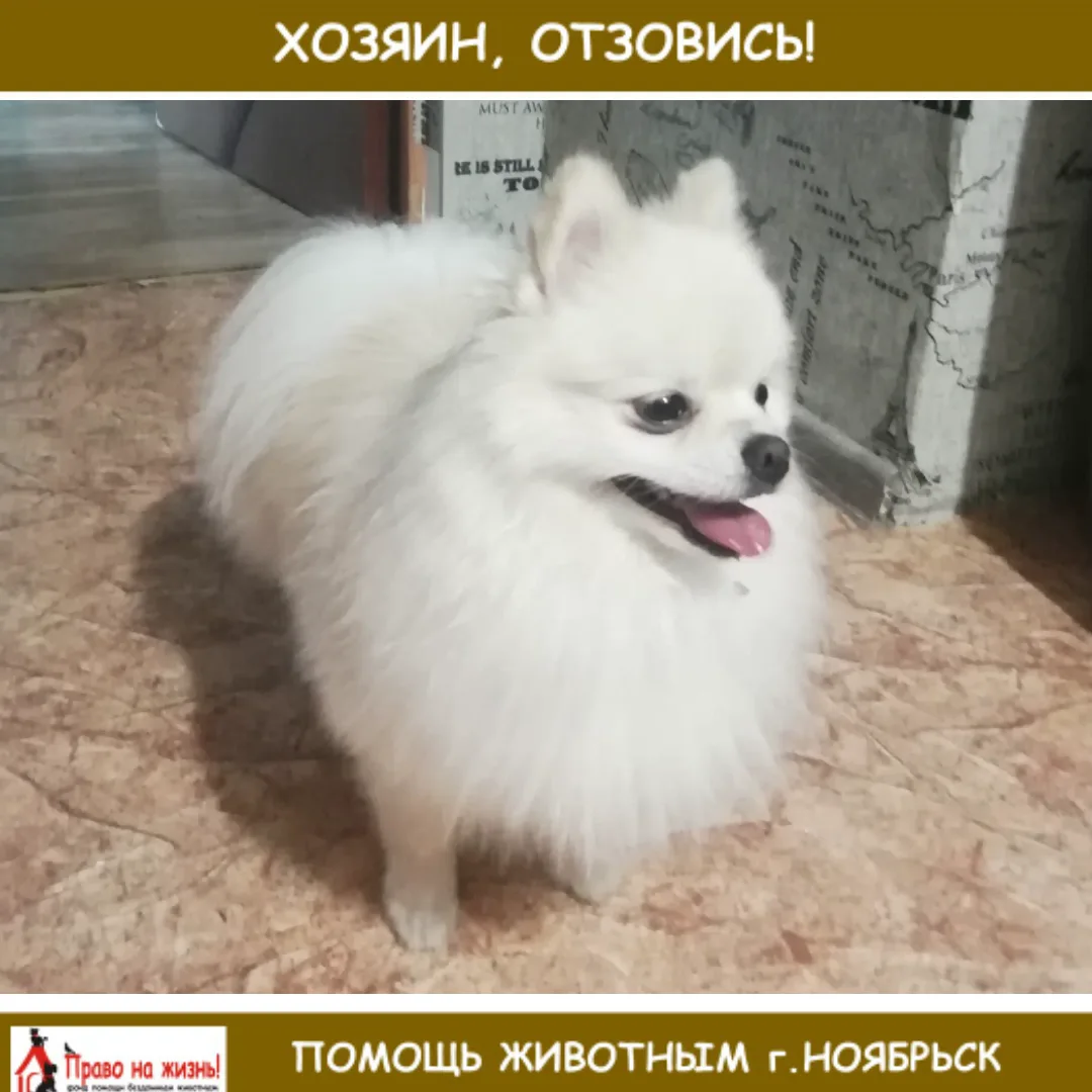 Чья Потеряшка бегала в 8мик хозяин отзовитесь пожалуйста😫🙏🙏💓 звоните 89124241550.