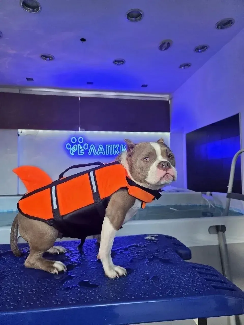 Идеальный стол для гидротерапии и груминга: wikiGROOM PT S800 💦🐕