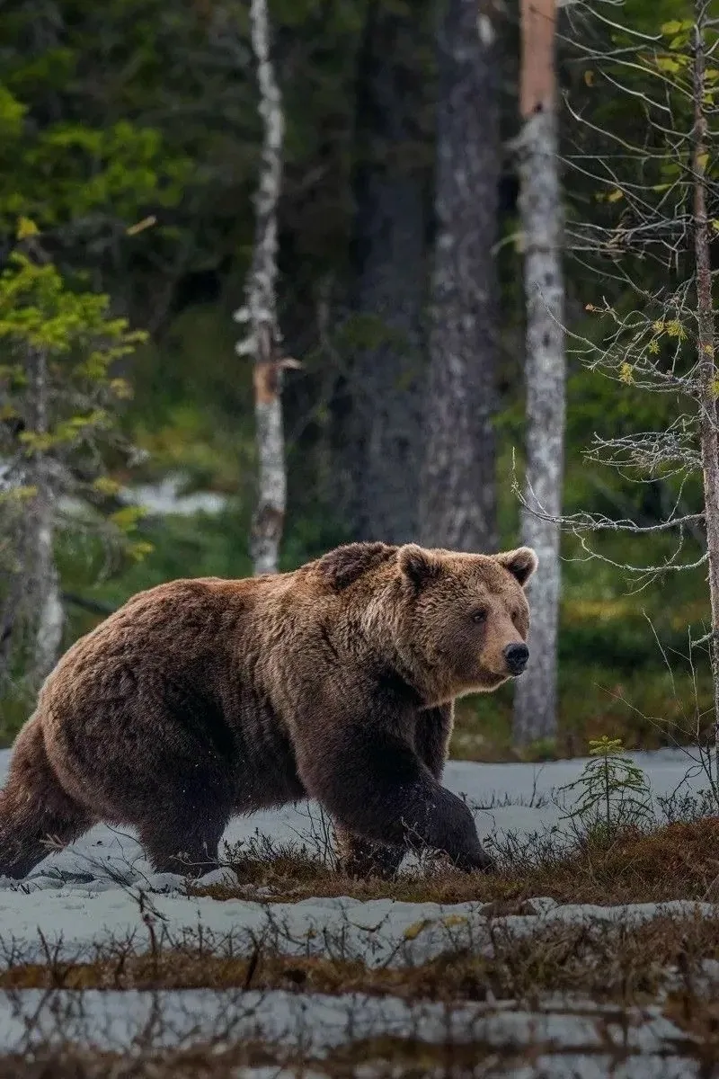 🐻 В Челябинской области медведи всё чаще выходят к людям